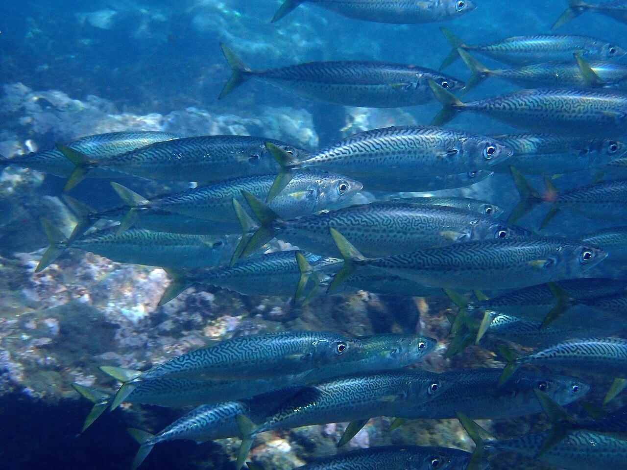 Atlantic Chub Mackerel
