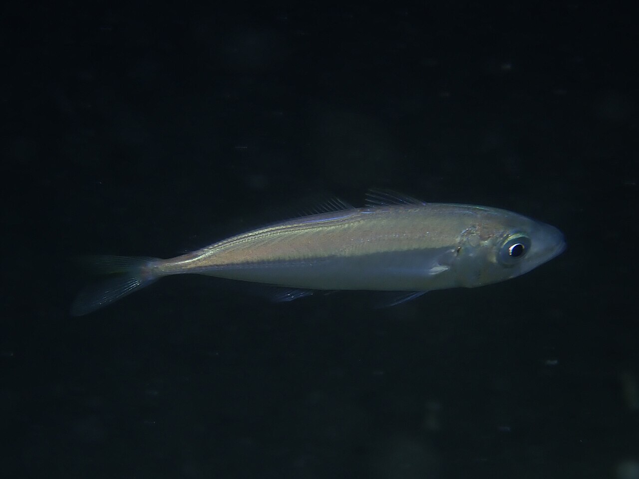 Atlantic Horse Mackerel