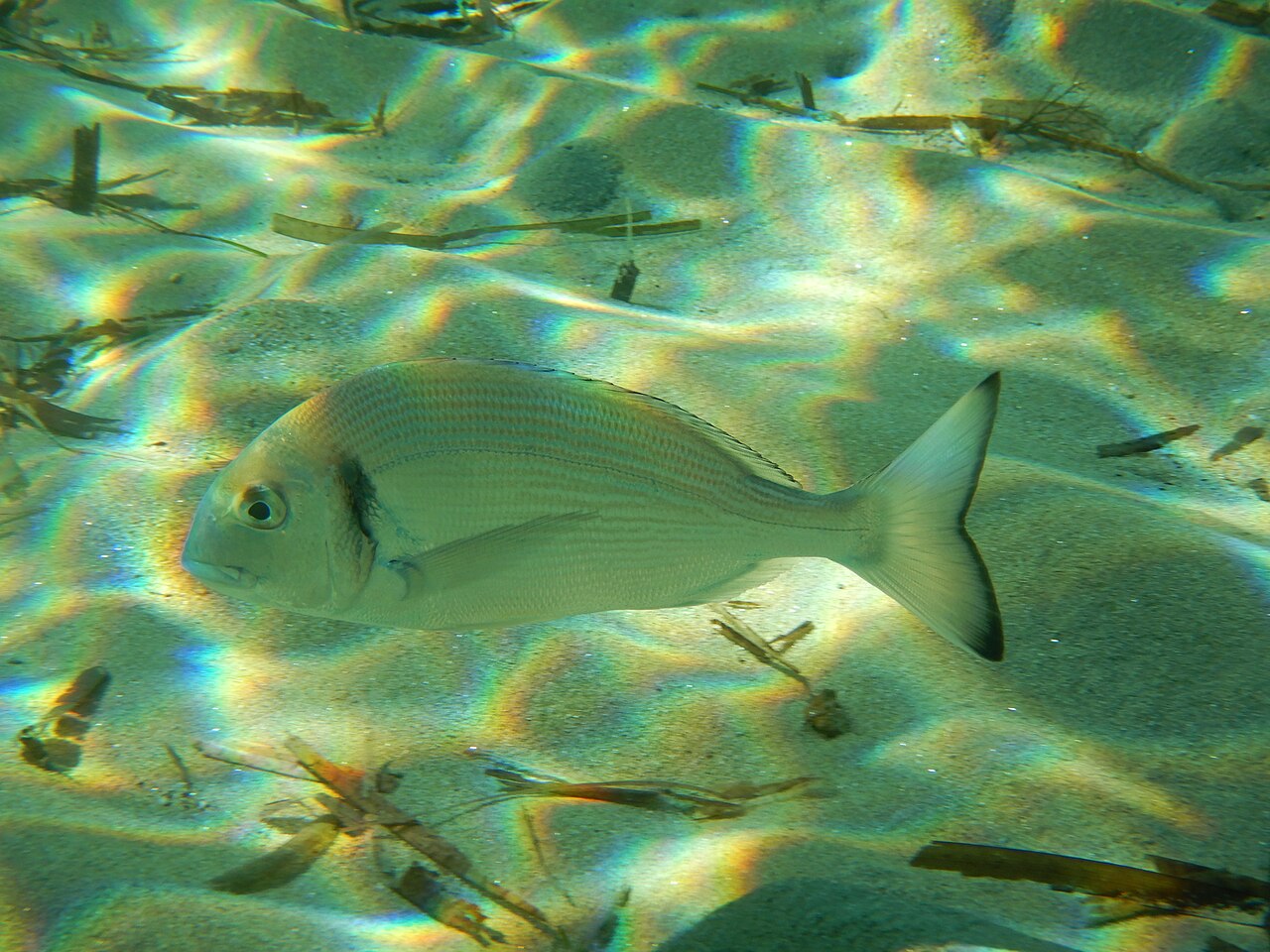 Gilt-head Bream