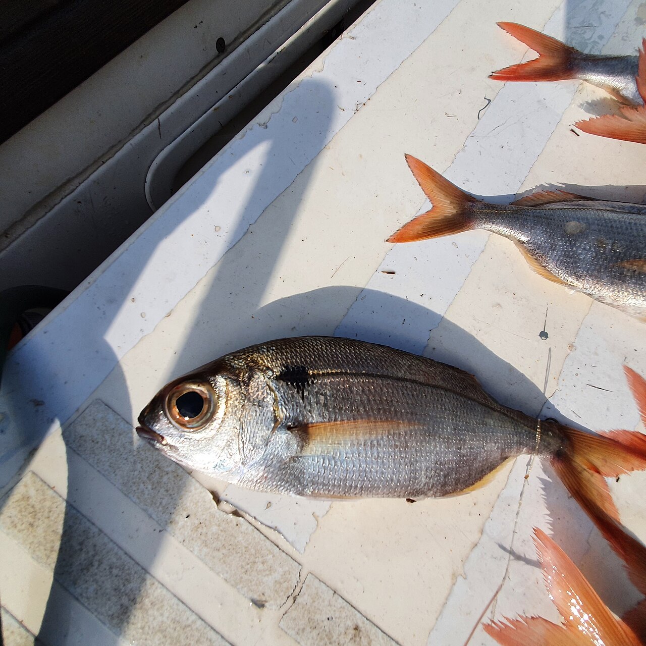 Blackspot Seabream