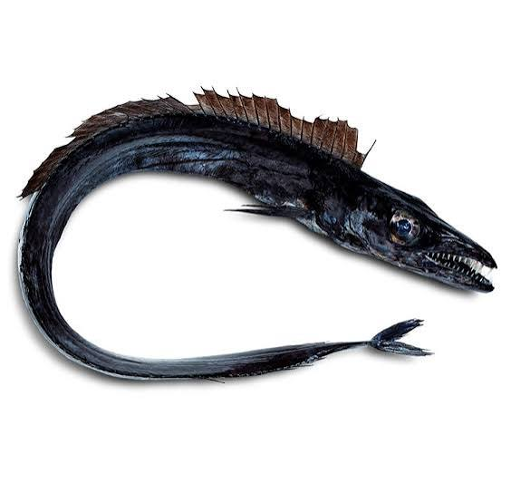 Black Scabbardfish