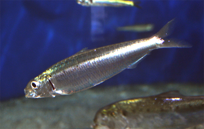 European Sardine